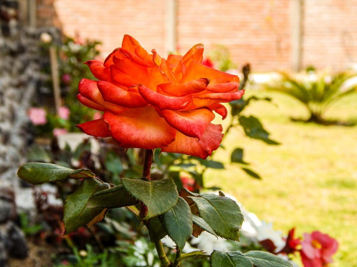 Hotel Pampa Garden Quillullaco Zewnętrze zdjęcie